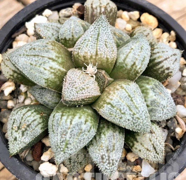 LOT537 10 SEEDS Haworthia picta ‘Siutou' 2023