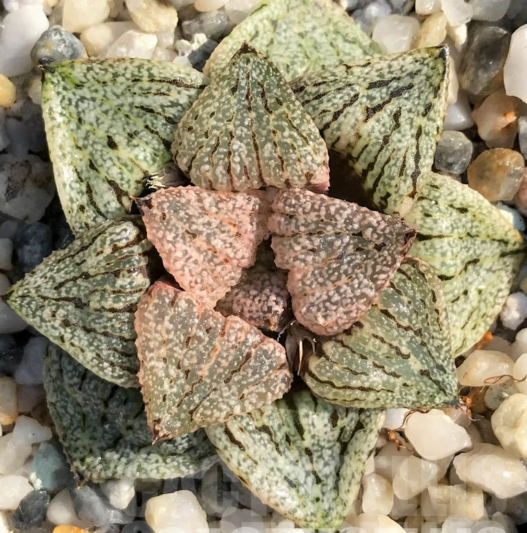 LOT538 10 SEEDS Haworthia picta cv."Platinum" 2023