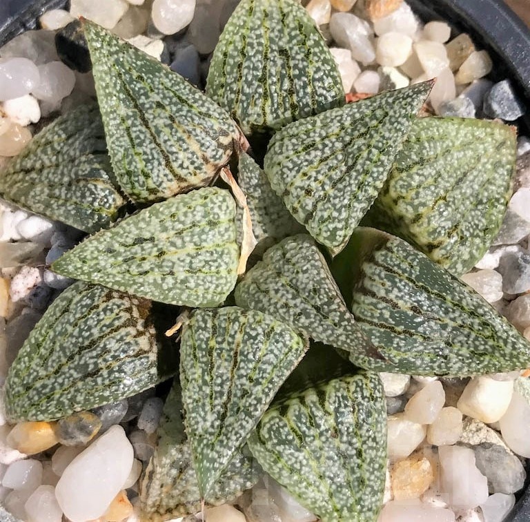 LOT546 10 SEEDS Haworthia picta ‘Hakusen’ 2023