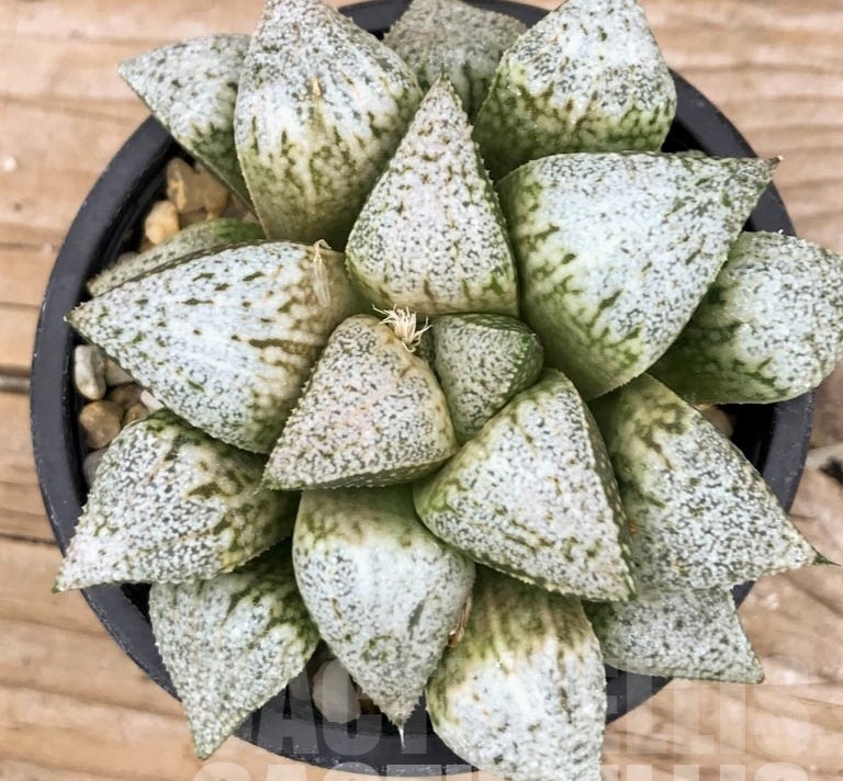 LOT547 10 SEEDS Haworthia picta ‘Hakusenden’ 2023