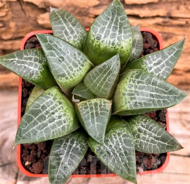 LOT548 10 SEEDS Haworthia comptoniana 'HAGIWARA' 2023