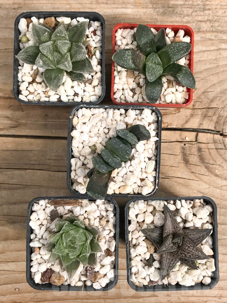 SET02 Haworthia mix, 5 pcs