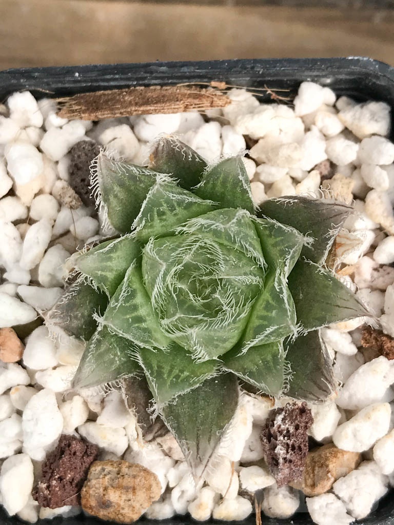 SET02 Haworthia mix, 5 pcs - Imagen 2