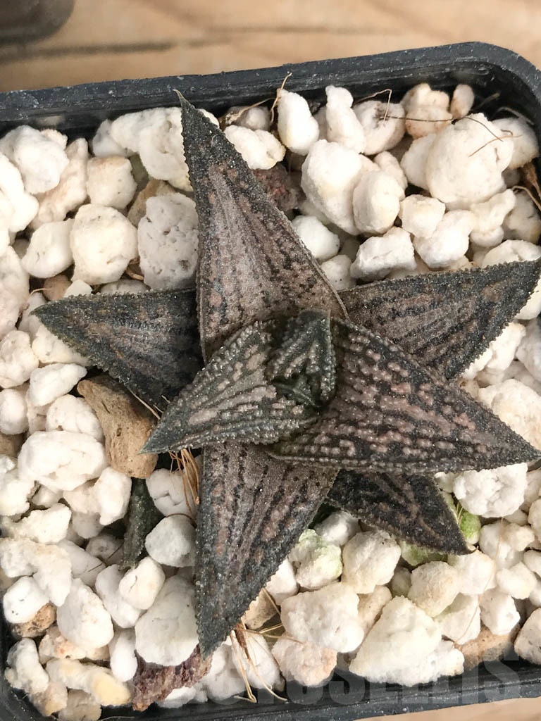 SET02 Haworthia mix, 5 pcs - Imagen 3