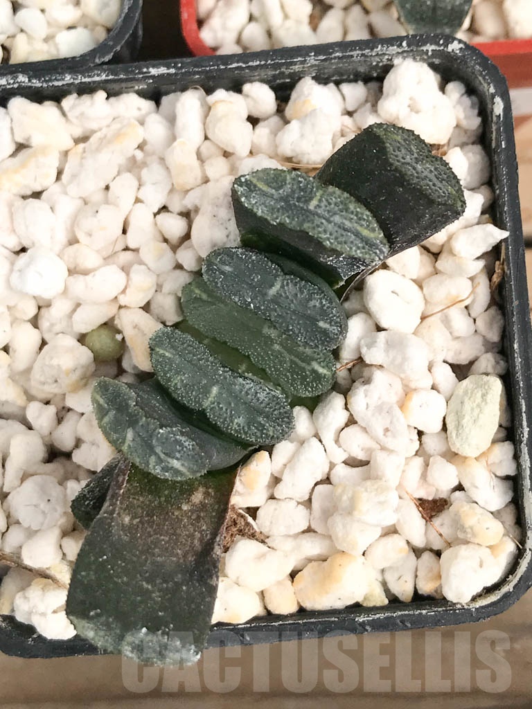 SET02 Haworthia mix, 5 pcs - Imagen 4