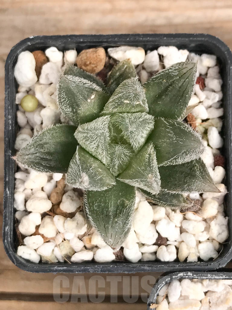SET02 Haworthia mix, 5 pcs - Imagen 5