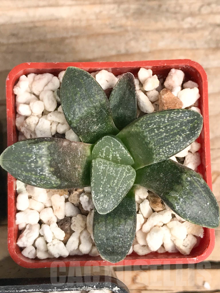 SET02 Haworthia mix, 5 pcs - Imagen 6