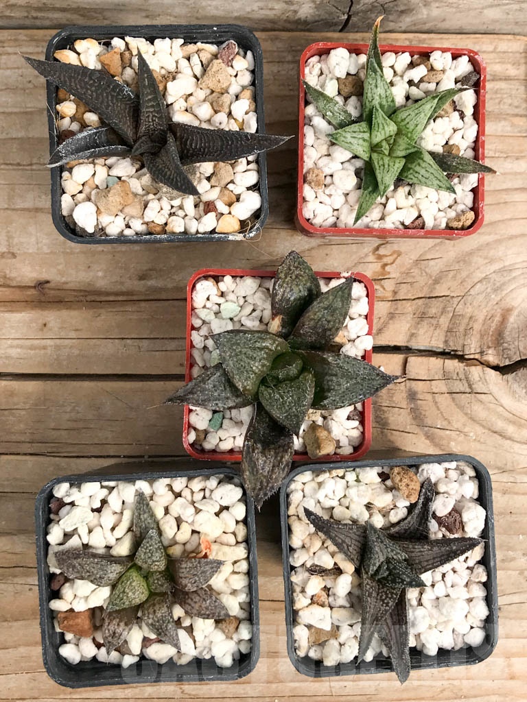 SET05 Haworthia mix, 5 pcs