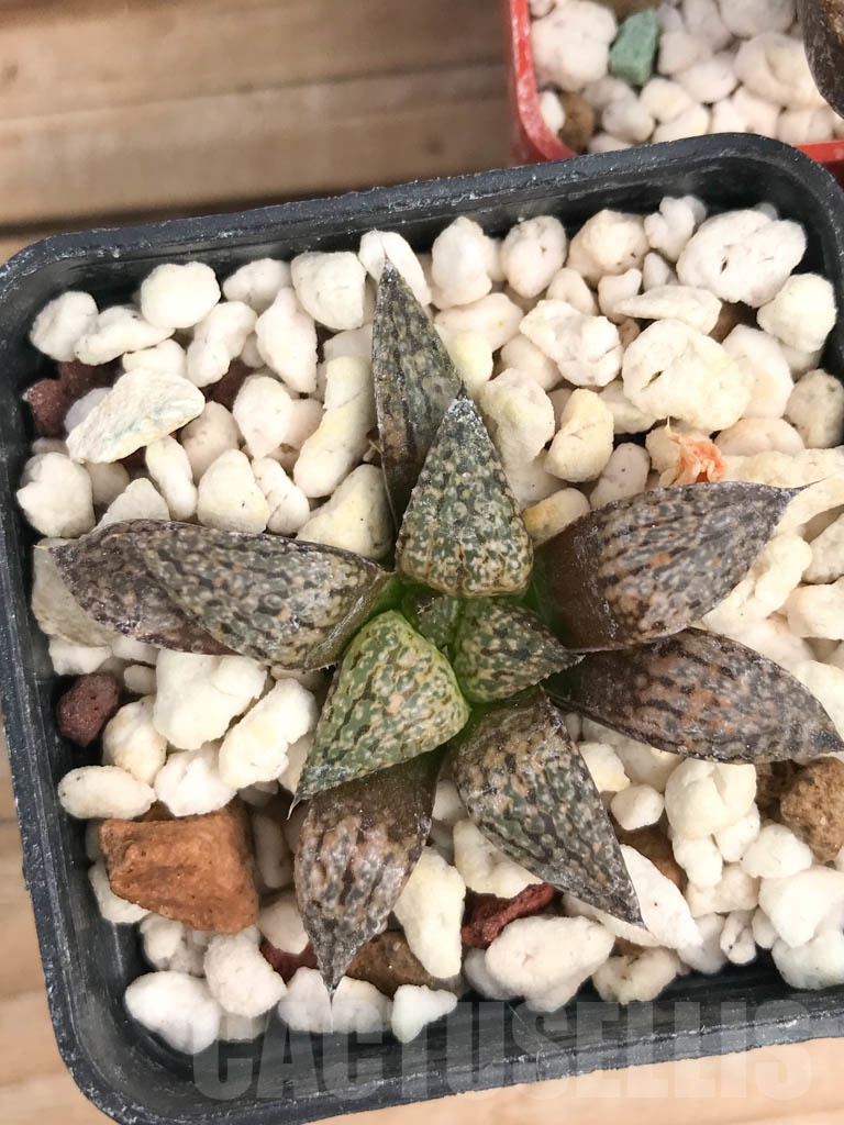 SET05 Haworthia mix, 5 pcs - Image 2