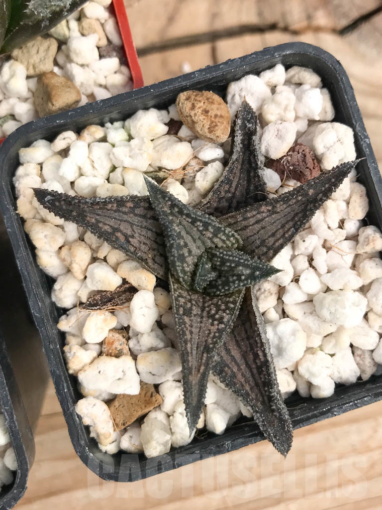 SET05 Haworthia mix, 5 pcs - Image 3