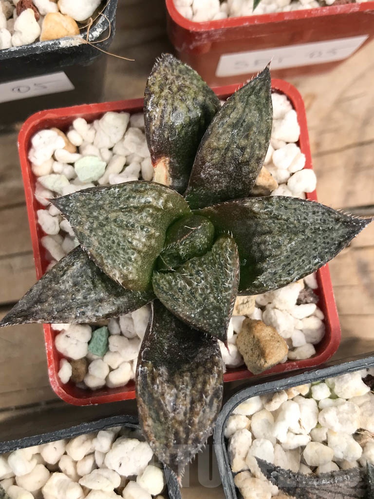 SET05 Haworthia mix, 5 pcs - Image 4