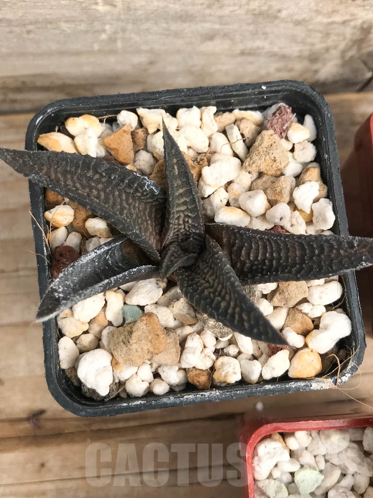 SET05 Haworthia mix, 5 pcs - Image 5