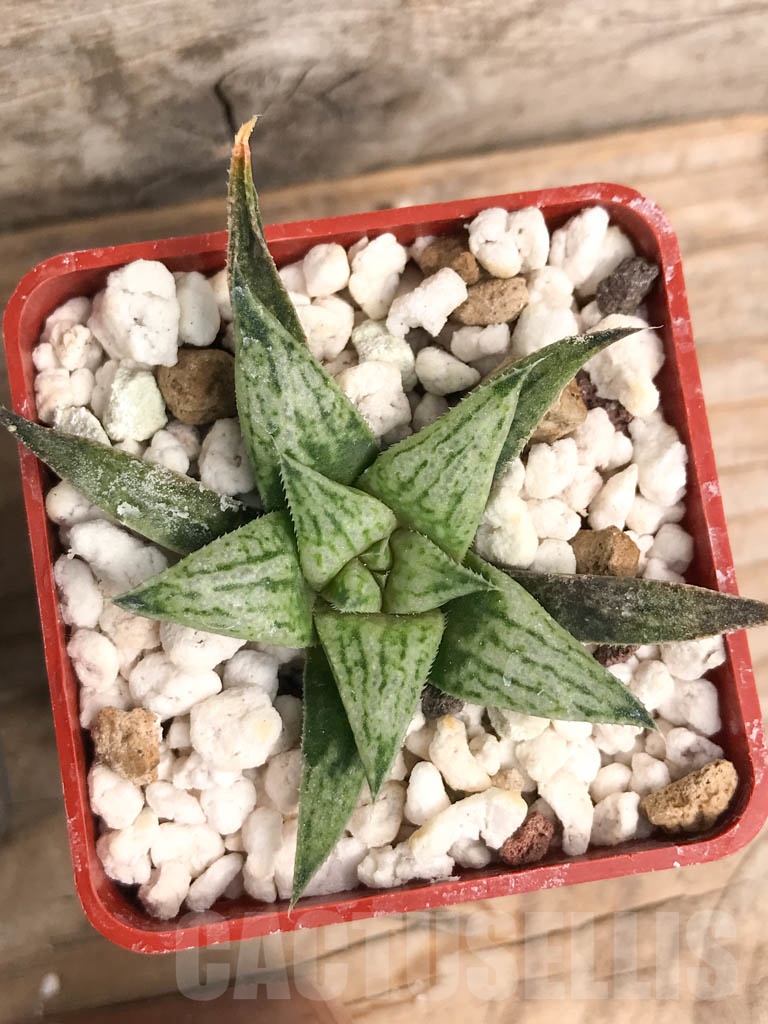 SET05 Haworthia mix, 5 pcs - Image 6
