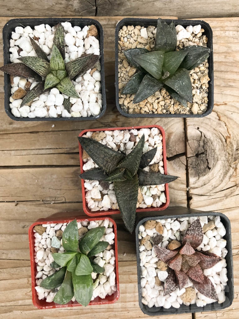 SET06 Haworthia mix, 5 pcs