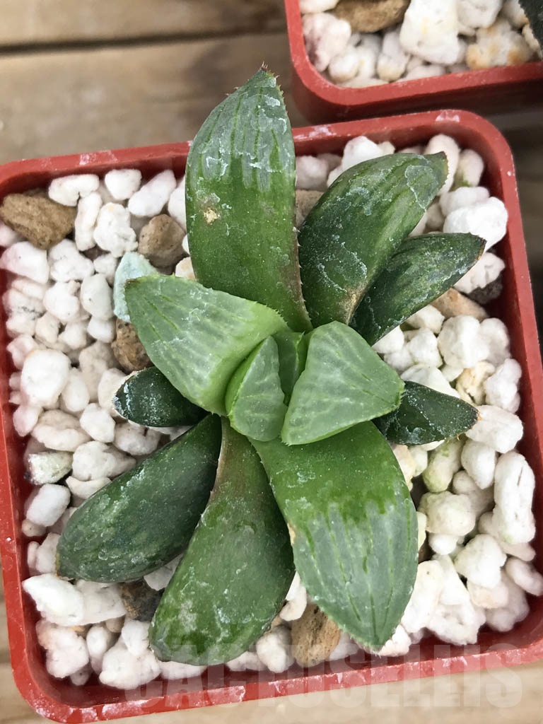 SET06 Haworthia mix, 5 pcs - Image 2