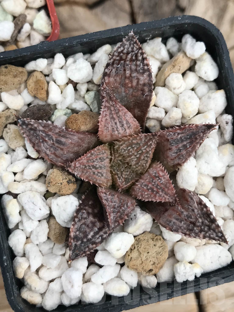 SET06 Haworthia mix, 5 pcs - Image 3
