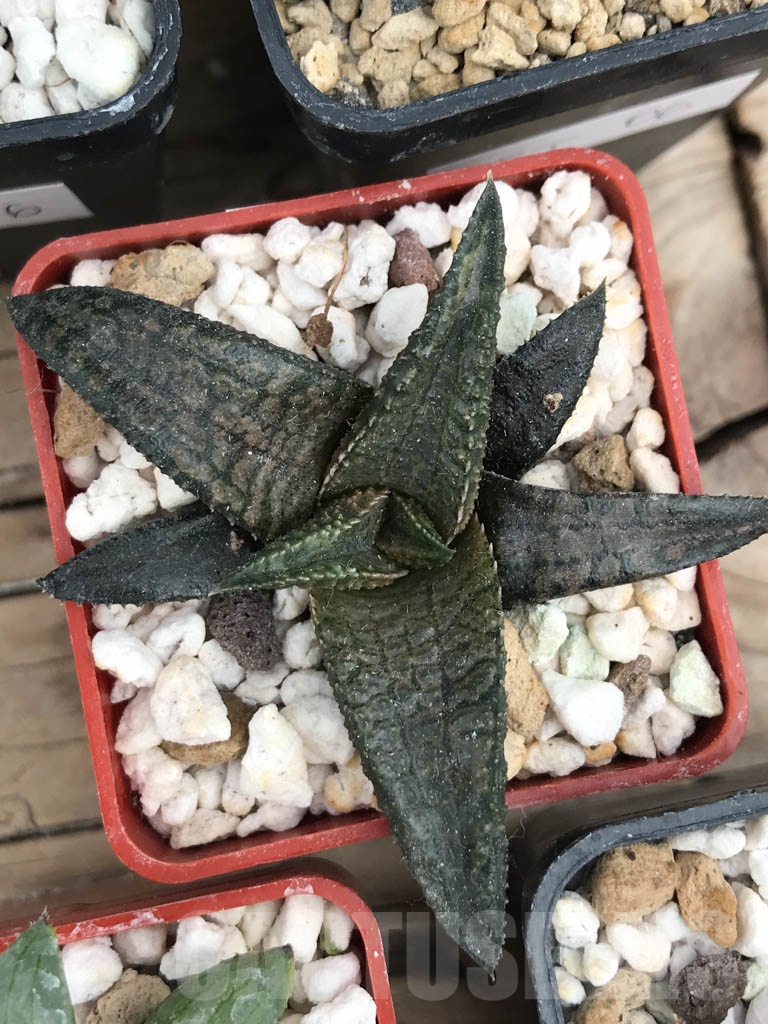 SET06 Haworthia mix, 5 pcs - Image 4