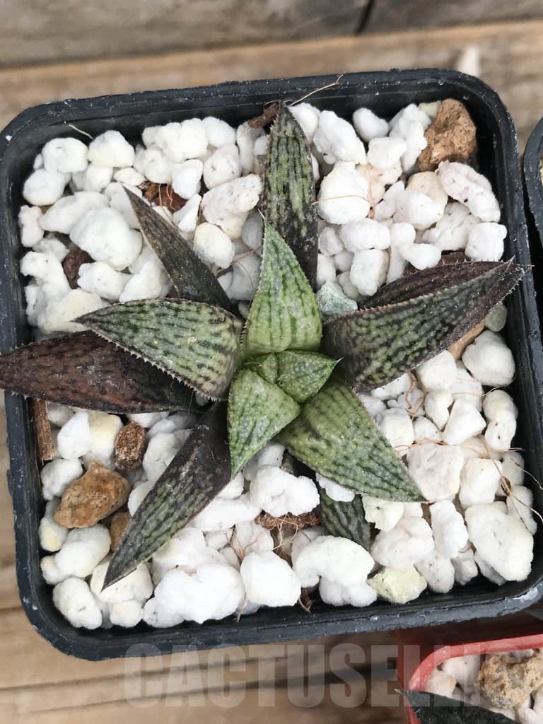 SET06 Haworthia mix, 5 pcs - Image 5