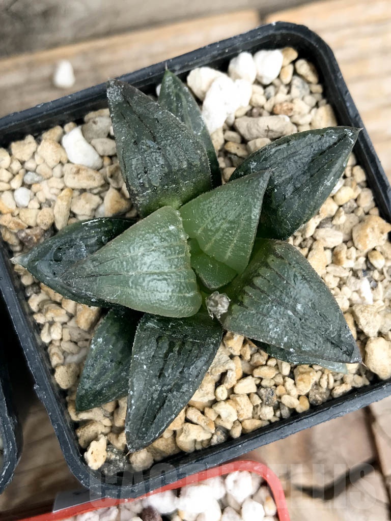 SET06 Haworthia mix, 5 pcs - Image 6