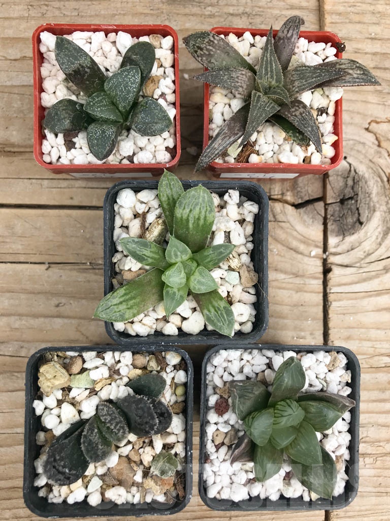 SET07 Haworthia mix, 5 pcs