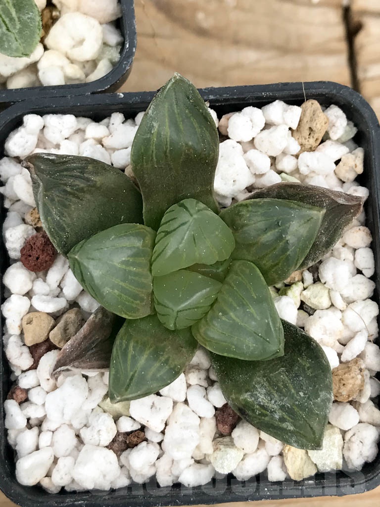 SET07 Haworthia mix, 5 pcs - Image 2