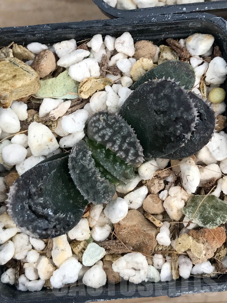 SET07 Haworthia mix, 5 pcs - Image 3