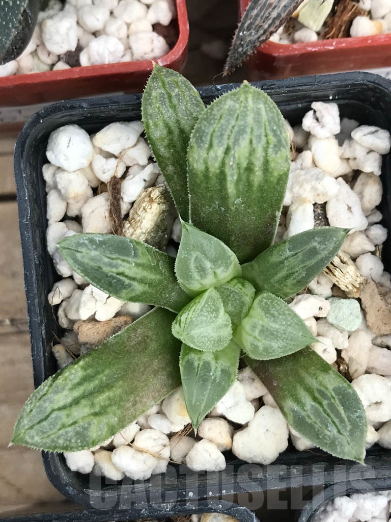 SET07 Haworthia mix, 5 pcs - Image 4
