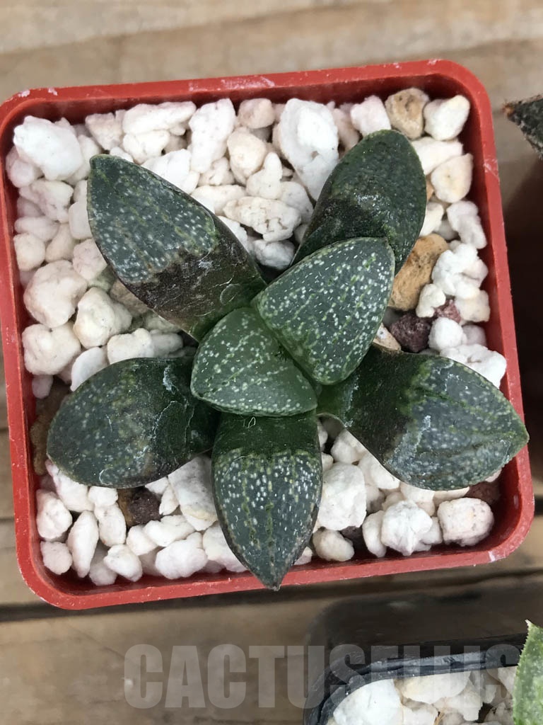 SET07 Haworthia mix, 5 pcs - Image 5