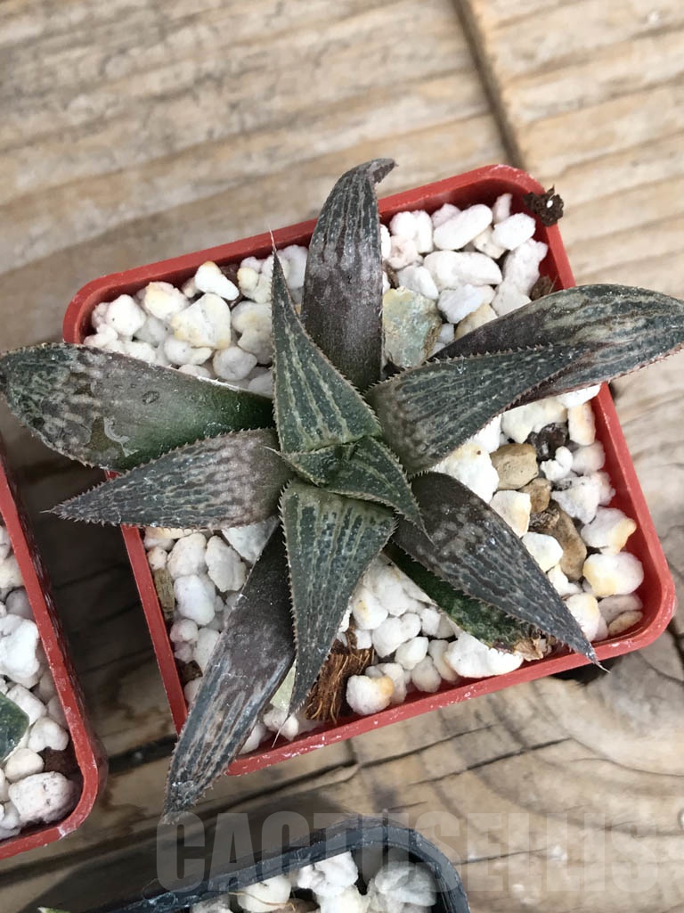 SET07 Haworthia mix, 5 pcs - Image 6