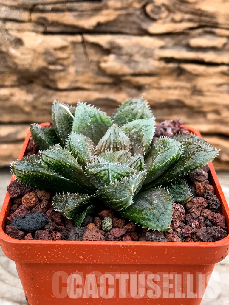 SHPRA5202 Haworthia cv. El pollito