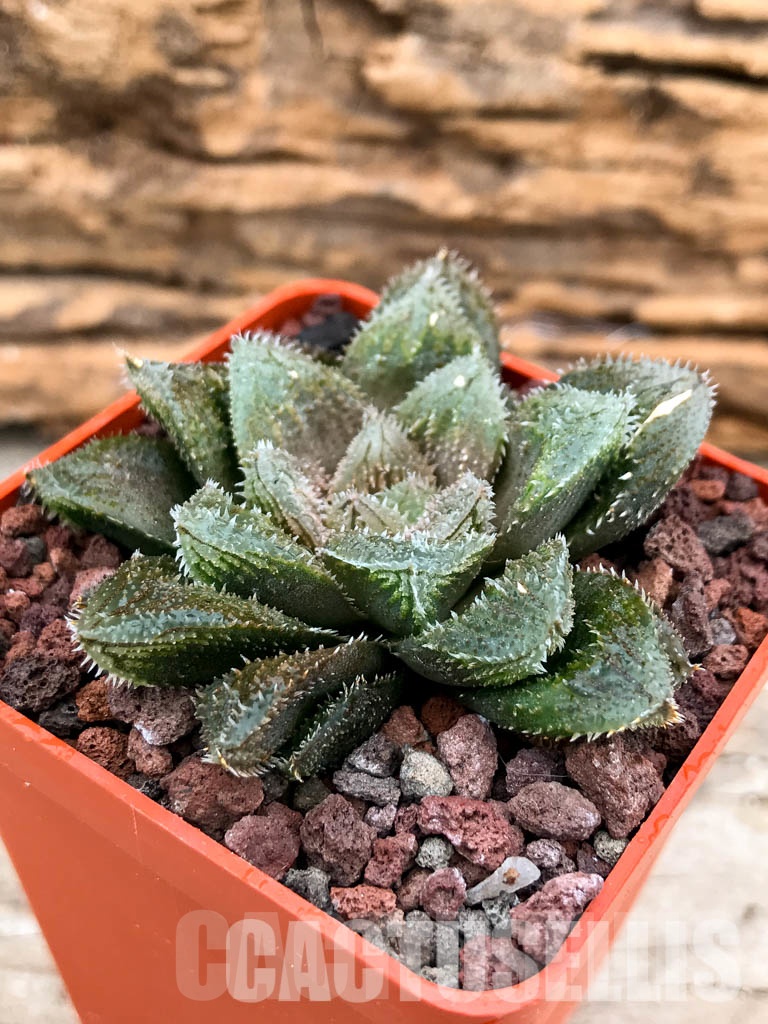 SHPRA5202 Haworthia cv. El pollito - Image 3