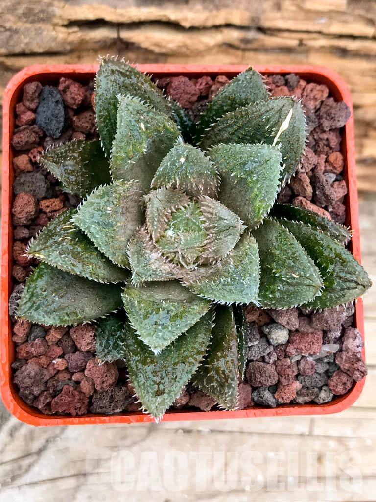SHPRA5202 Haworthia cv. El pollito - Image 4