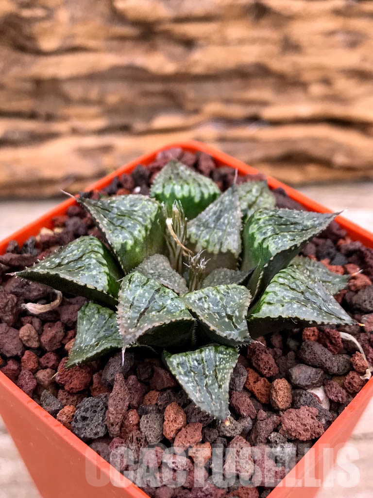 SHPRA5203 Haworthia SY-297 - Image 3