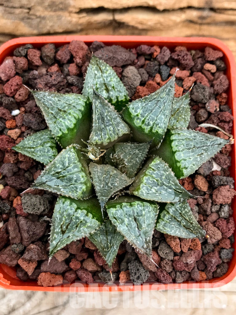 SHPRA5203 Haworthia SY-297