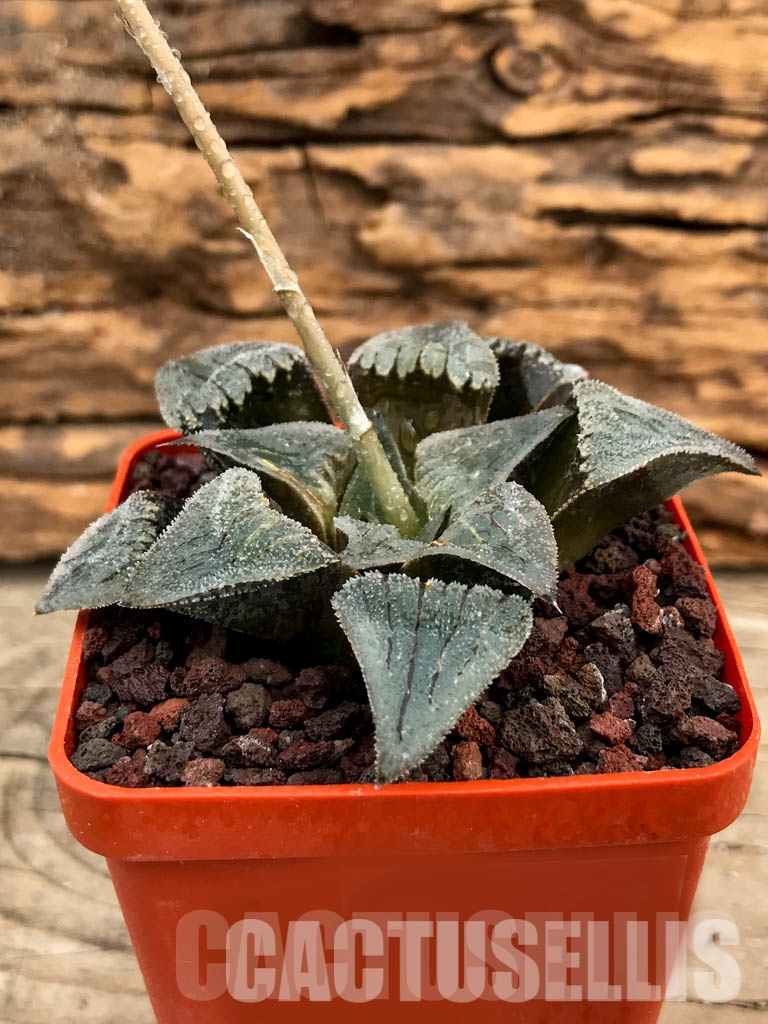 SHPRA5204 Haworthia magnifica hybrid - immagine 2