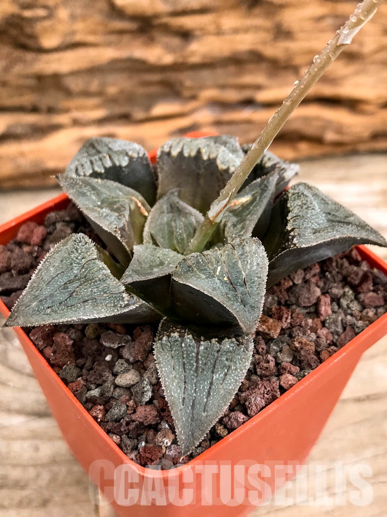 SHPRA5204 Haworthia magnifica hybrid - immagine 3