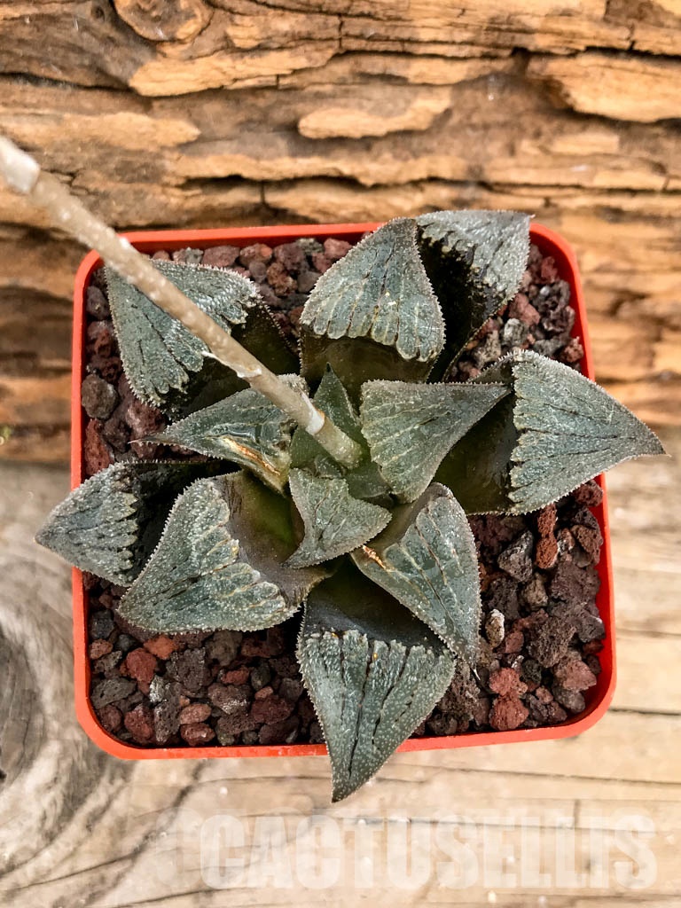 SHPRA5204 Haworthia magnifica hybrid
