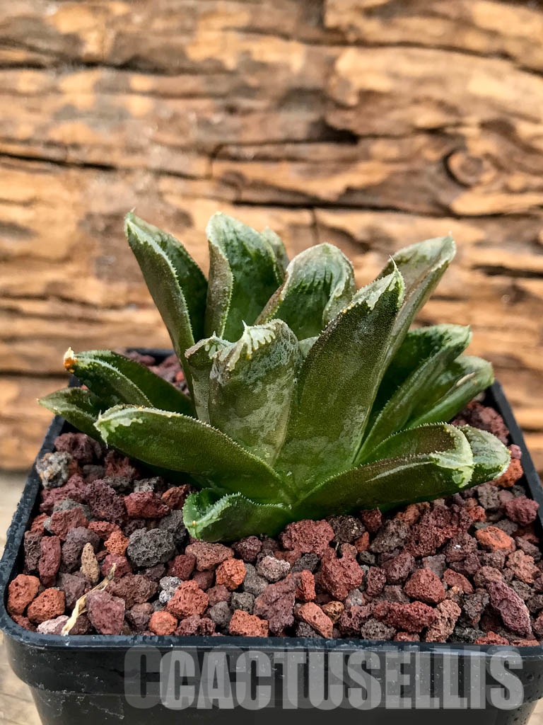 SHPRA5205 Haworthia SY-262 (SY-20 x truncata x maughanii)