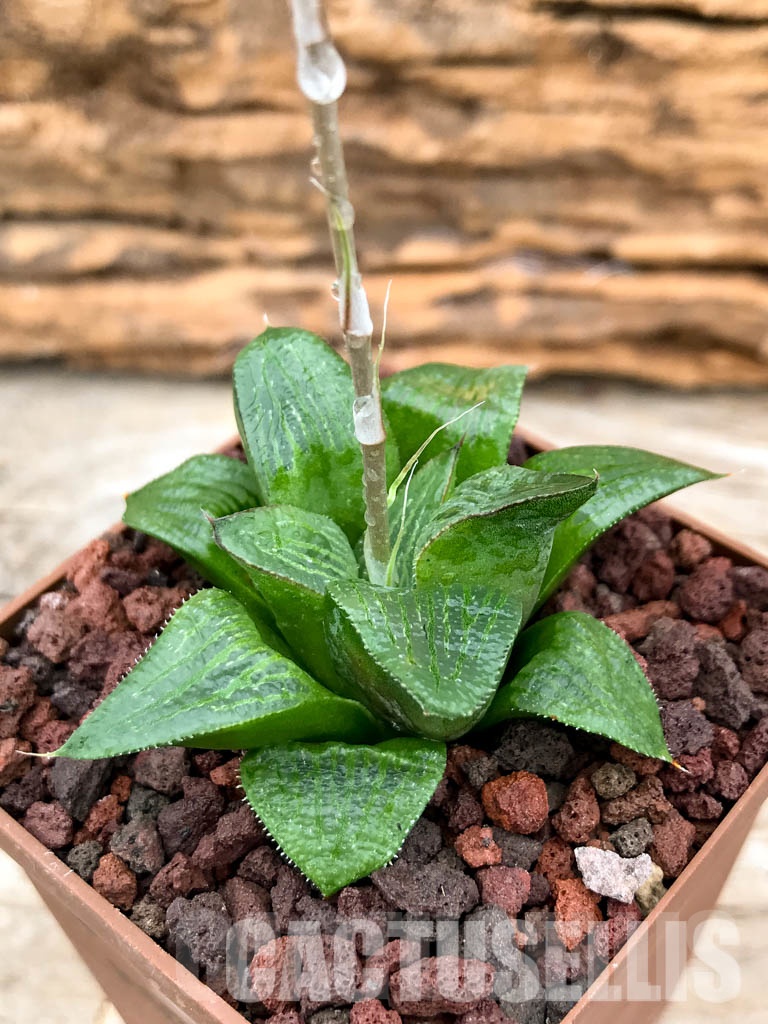 SHPRA5211 Haworthia magnifica