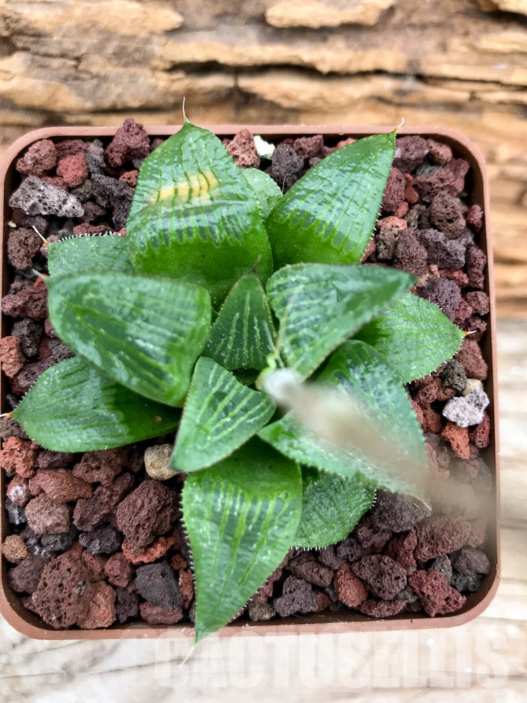 SHPRA5211 Haworthia magnifica - immagine 4