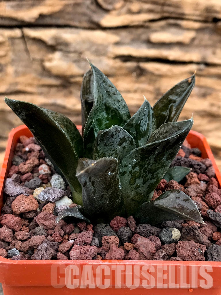 SHPRA5216 Haworthia SY-54 x cv. CCO 497 x enigma - Image 2