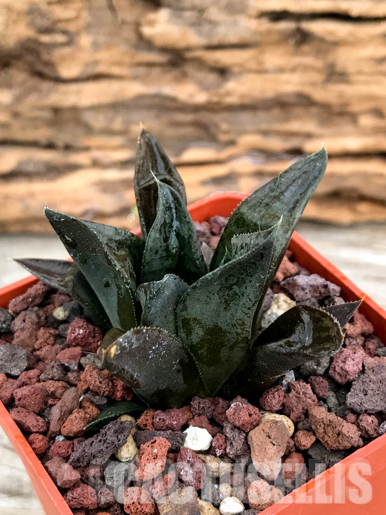 SHPRA5216 Haworthia SY-54 x cv. CCO 497 x enigma