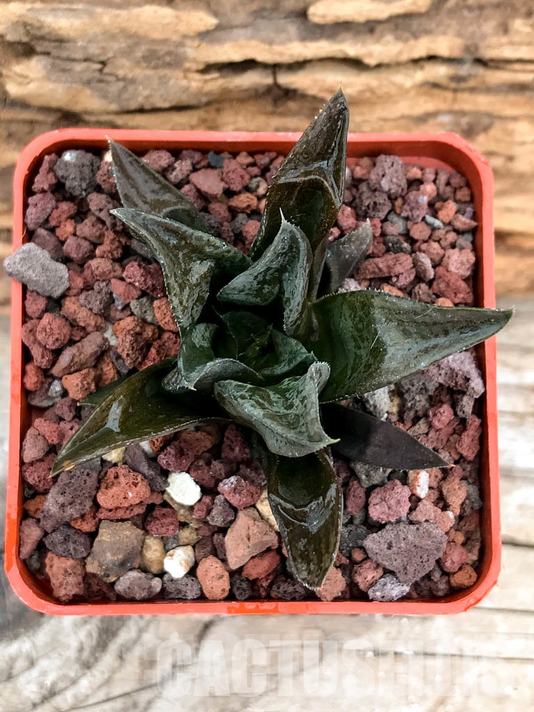 SHPRA5216 Haworthia SY-54 x cv. CCO 497 x enigma - Image 4