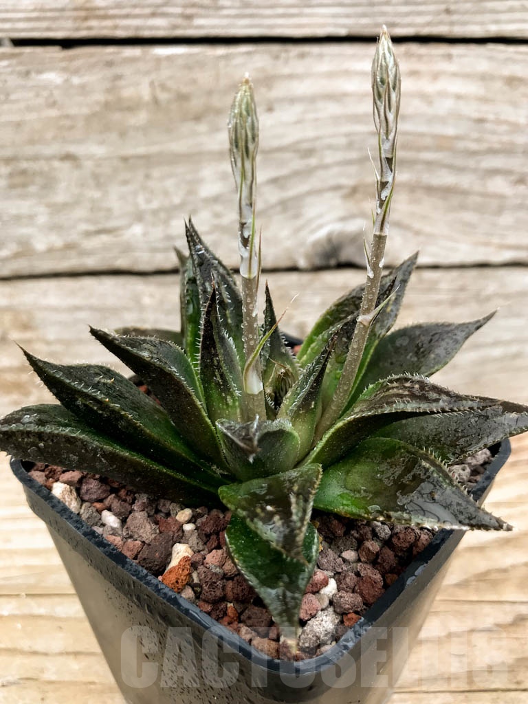 SHPRA5218 Haworthia hybrid