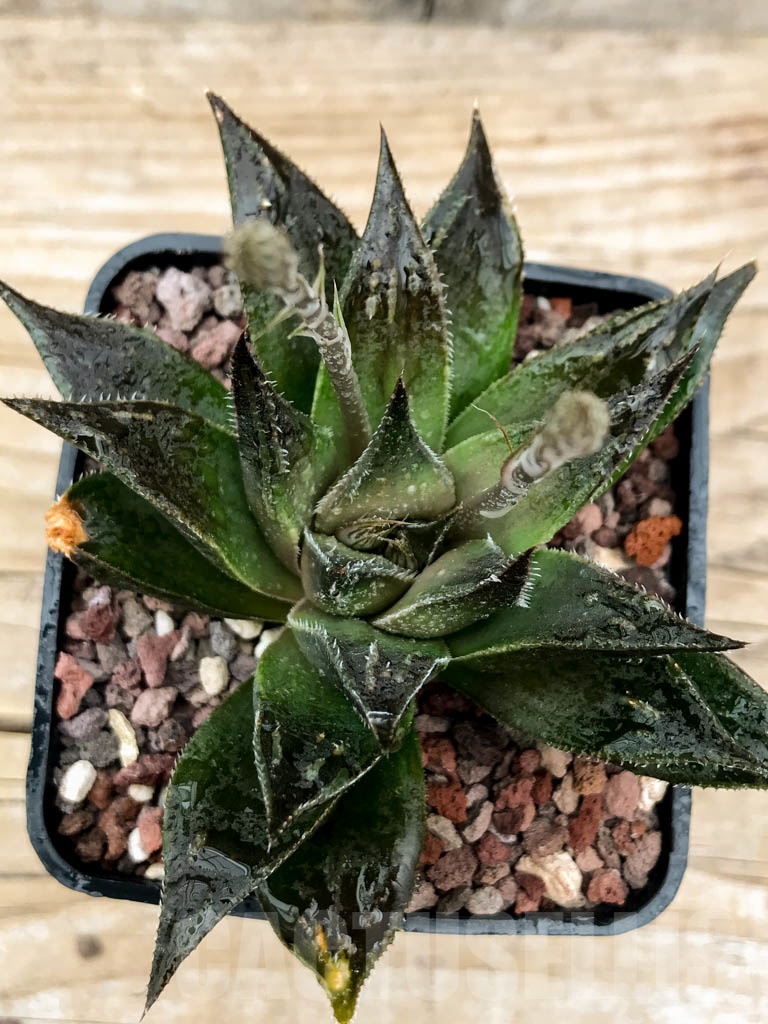 SHPRA5218 Haworthia hybrid - Image 3