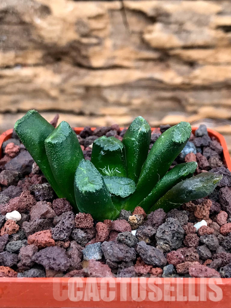 SHPRA5222 Haworthia truncata x maughanii