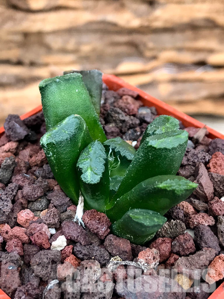 SHPRA5222 Haworthia truncata x maughanii - immagine 3