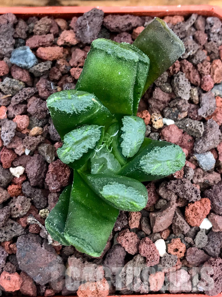 SHPRA5222 Haworthia truncata x maughanii - immagine 4