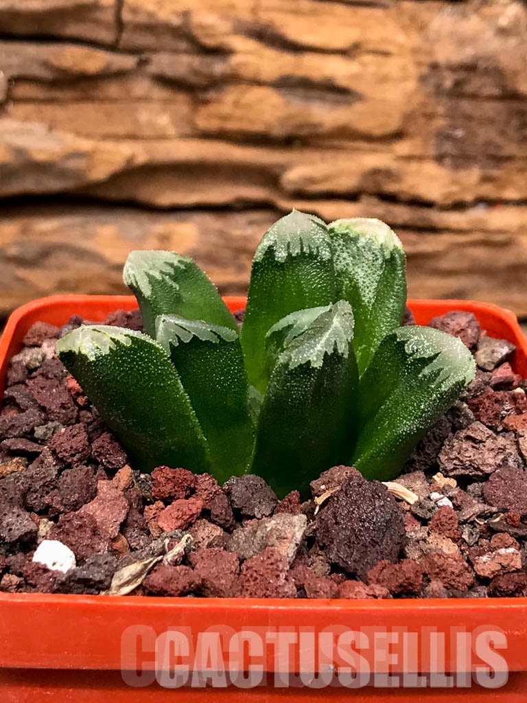 SHPRA5230 Haworthia SY-20 x magnifica