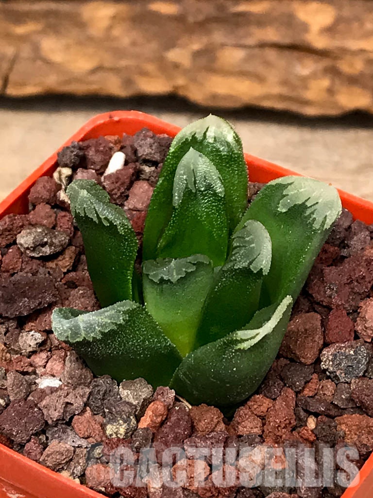 SHPRA5230 Haworthia SY-20 x magnifica - Image 3